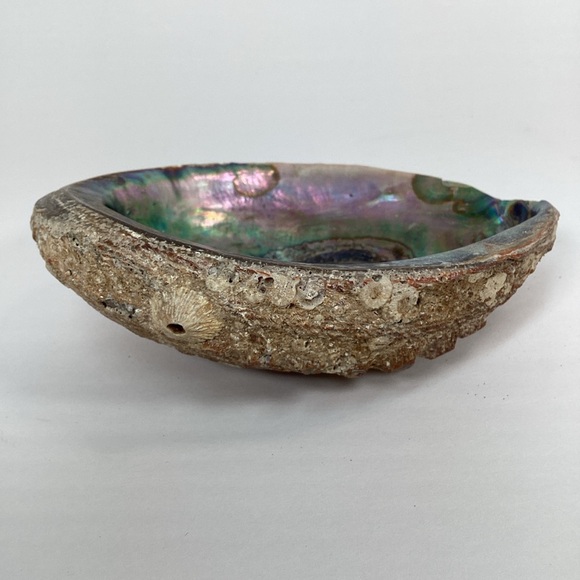 Green Abalone Sea Shell One Side Polished Natural Beach Craft 5.5" X 4.25" - Picture 5 of 15